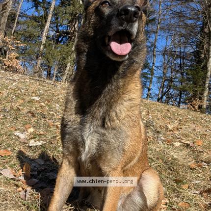 Foto 1/1 Owess Perro perdido en Marthod