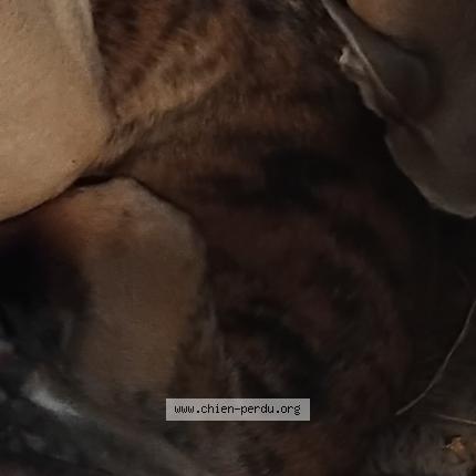 Foto 1/1 Vaée Perro perdido en Ste marthe