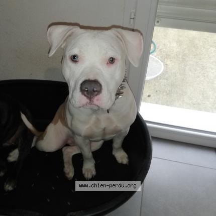 Foto 1/1 Layka Chien perdido en Labarthe sur leze