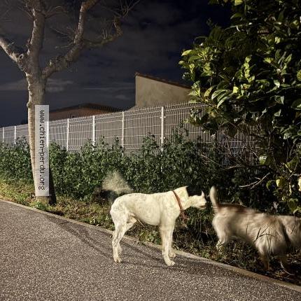 Foto 1/1 Perro encontrado Encontrado en Claira