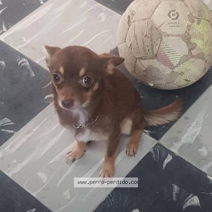 Foto 1/1 Max Chien perdido en Arroyo naranjo