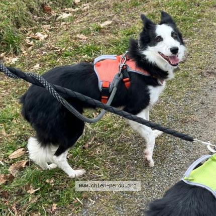 Foto 1/1 Douillette Chien perdido en Notre dame de mont