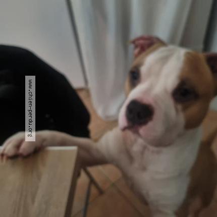 Foto 1/1 Ramses Perro perdido en Sollies toucas