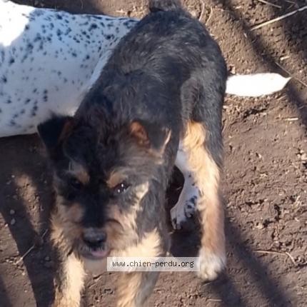 Foto 1/1 Max Chien perdido en Saint etienne