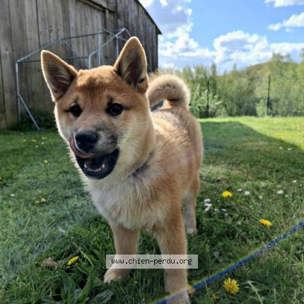Foto 1/1 Maïko Perro perdido en Juvigny sous andaine