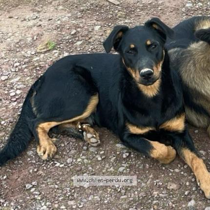 Foto 1/1 Vicky Chien perdido en Mauron