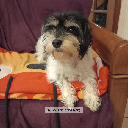 Foto 1/1 Touka Chien perdido en Malzeville