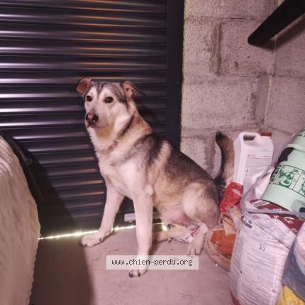 Foto 1/1 Gaspard Perro perdido en St thomas la garde