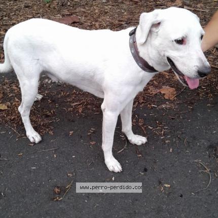 Foto 1/1 Perro encontrado Encontrado en Panama
