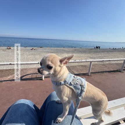 Foto 1/1 Mozza Chien perdido en Nice