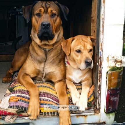 Foto 1/1 Ofilos Perro perdido en Moreac