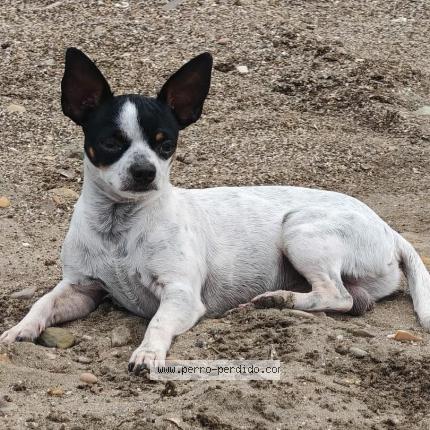 Foto 1/1 Odié Perro perdido en Bijagua De Upala