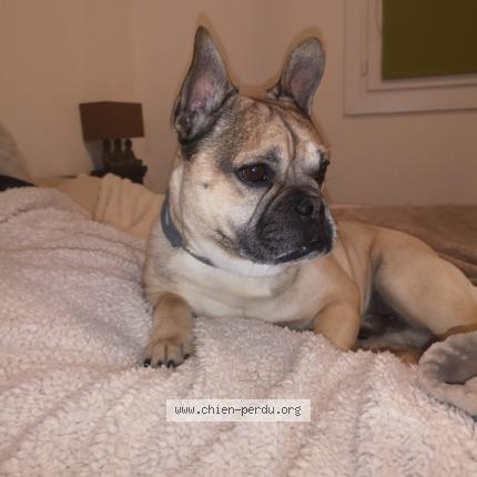 Foto 1/1 Lucky Perro perdido en Fonsorbes