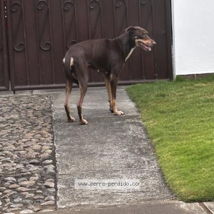 Foto de perro perdido en Managua