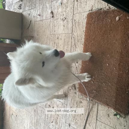 Foto de perro encontrado en Applecross