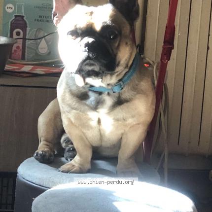 Foto 1/2 Bobby Chien perdido en Jonzieux