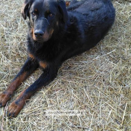Foto de perro perdido en Sainte Colombe De Villeneuve