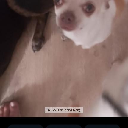 Foto 1/1 Pitchoune Chien perdido en Etampes
