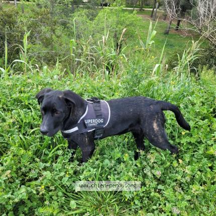 Foto 1/1 Oscar Perro perdido en Le boulou