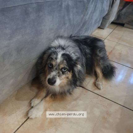 Foto 1/2 Bruyere nigel Perro perdido en Theza