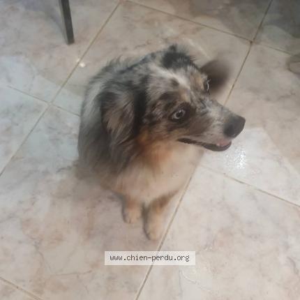 Foto 2/2 Bruyere nigel Perro perdido en Theza