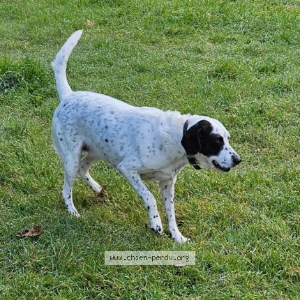 Foto 1/1 Orane Chien perdido en Raphele les arles