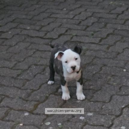 Foto 1/1 Snow Chien perdido en Sotteville les rouen