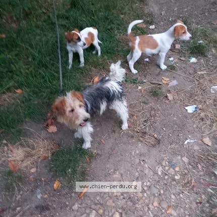 Foto 1/1 Finou Chien perdido en Esparsac