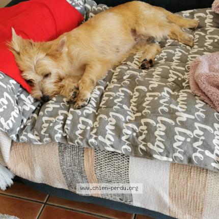 Foto 1/2 Toupie Chien perdido en Arles