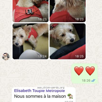 Foto 2/2 Toupie Chien perdido en Arles