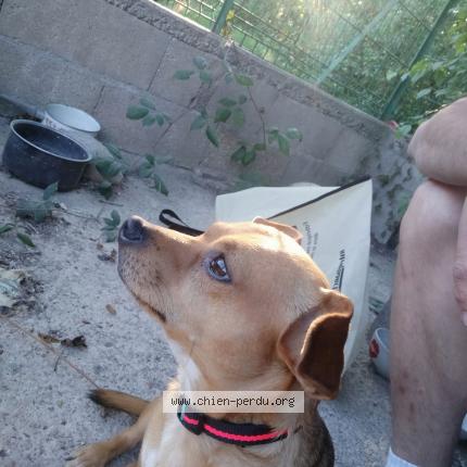 Foto 1/1 Perro encontrado Encontrado en Damparis