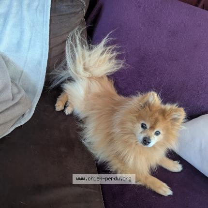 Foto 1/1 Kiney Chien perdido en Thourry ferottes