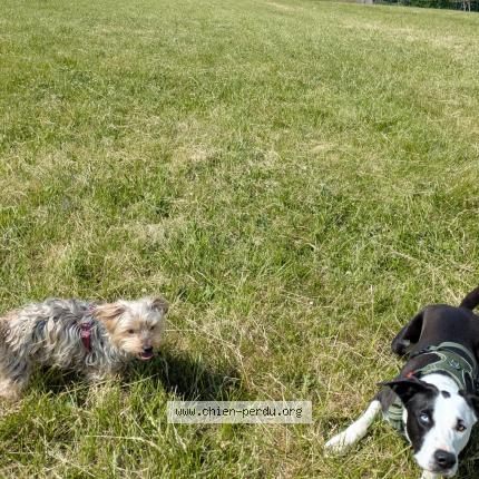 Foto 1/1 MAYA Perro perdido en Seignosse