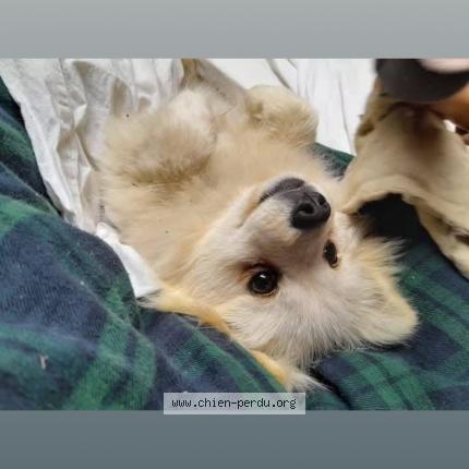 Foto 1/1 Venom Perro perdido en Saint laurent de chamousset