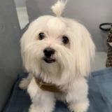 Foto de perro perdido en Quezon City