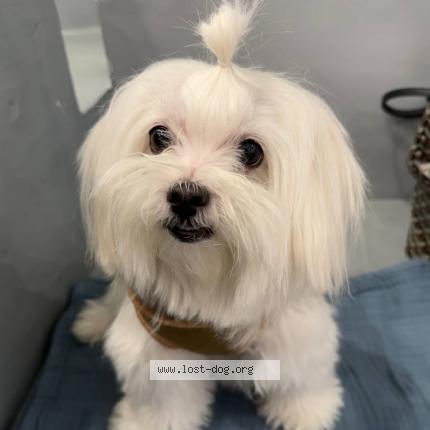 Foto 1/1 Quila Chien perdido en Quezon city