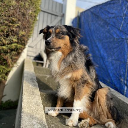 Foto 1/1 Scooby Chien perdido en Fecamp