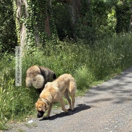 Foto 1/1 Perro encontrado Encontrado en Ortaffa