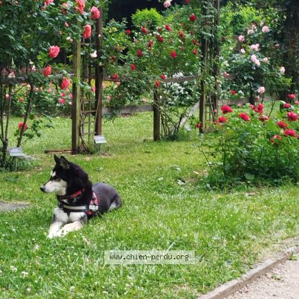 Foto 1/1 Islande Perro perdido en Nancy