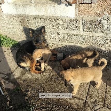 Foto 1/1 STELA Chien perdido en Mont saint jean