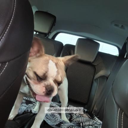 Foto 1/1 Tartine Perro perdido en Lanta