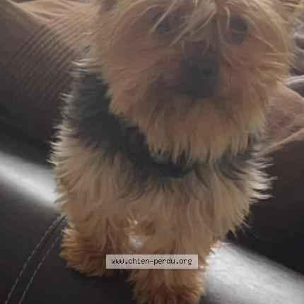 Foto 1/1 Simba Chien perdido en Labarthe sur leze