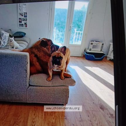 Foto 1/1 Ulk Perro perdido en Montignargues