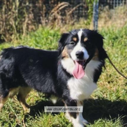 Foto 1/1 TOSCAN Chien perdido en Neuville ferrieres