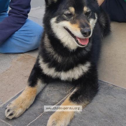 Foto 1/1 Blacky Perro perdido en Viry chatillon