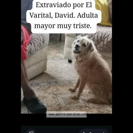 Foto 1/1 Larry Perro perdido en David