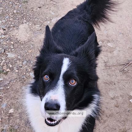 Foto 1/1 Scotty Perro perdido en Fourques