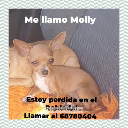 Foto 1/1 Molly Perro perdido en San pablo viejo