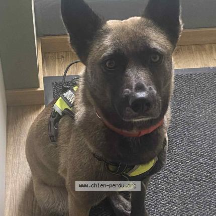 Foto 1/1 Vannier Chien perdido en Thuboeuf