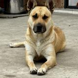 Foto de perro perdido en Nevers